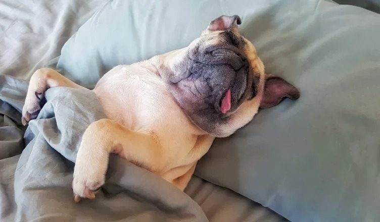 Can Dogs Get Hiccups When Sleeping? Yes, Here Are 5 Reasons Why…