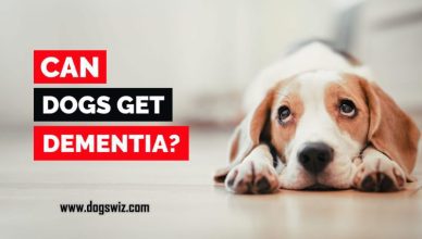 Can Dogs Get Dementia? 5 Major Early Symptoms and Ways to Cure Dog Dementia