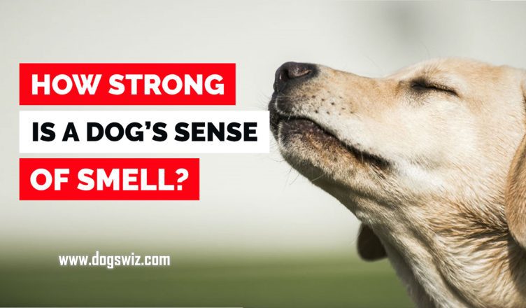 How Strong Is a Dog’s Sense of Smell? 7 Mind-Blowing Facts About Your Dog’s Olfactory System.