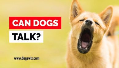 Can Dogs Talk? Yes! These Are 5 Signals Dogs Use to Communicate with Humans