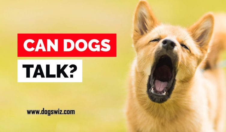 Can Dogs Talk? Yes! These Are 5 Signals Dogs Use to Communicate with Humans