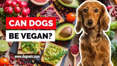Can Dogs Be Vegan? Can Your Dog Survive On A Meatless Diet?