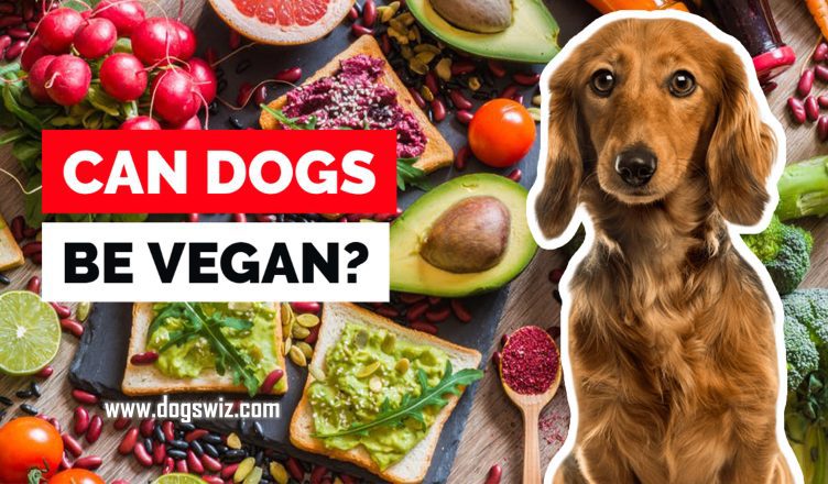 Can Dogs Be Vegan? Can Your Dog Survive On A Meatless Diet?