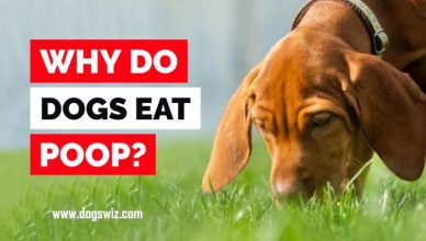 Why Do Dogs Eat Poop? 10 Surprising Reasons Why Dogs Eat Poop and How to Stop Them