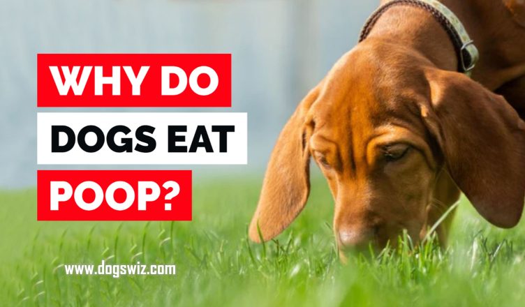 Why Do Dogs Eat Poop? 10 Surprising Reasons Why Dogs Eat Poop and How to Stop Them