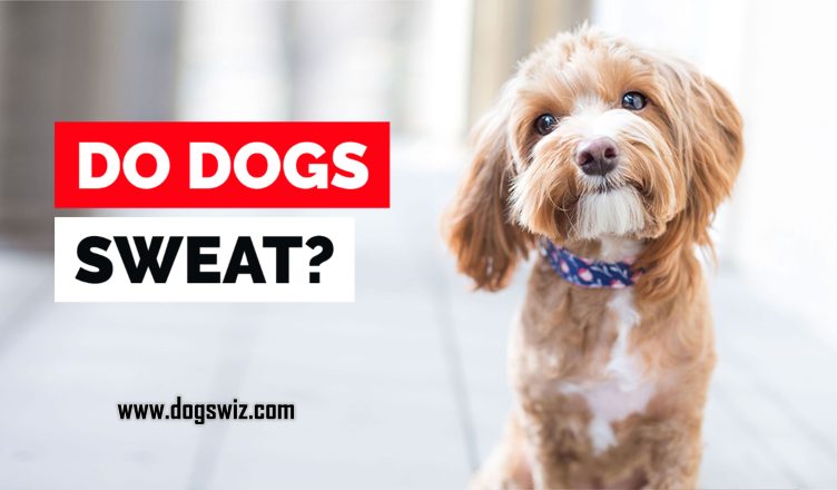 Do Dogs Sweat? 11 Ways to Cool Down Your Dog’s Temperature and Prevent Heat Strokes During Summer Months