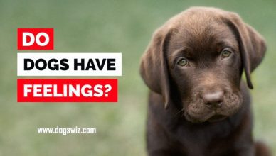 Do Dogs Have Feelings? 10 Common Emotions Your Dog Feels Just Like You