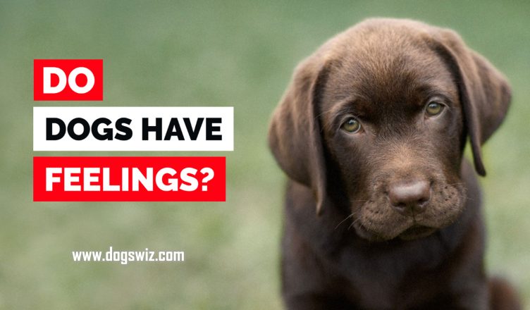 Do Dogs Have Feelings? 10 Common Emotions Your Dog Feels Just Like You