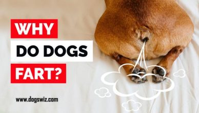 Why Do Dogs Fart? Here Are 5 Major Reasons That You Should Know…