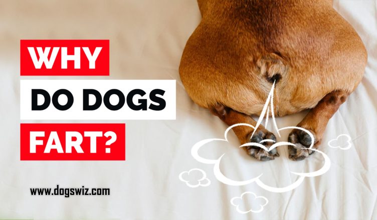Why Do Dogs Fart? Here Are 5 Major Reasons That You Should Know…
