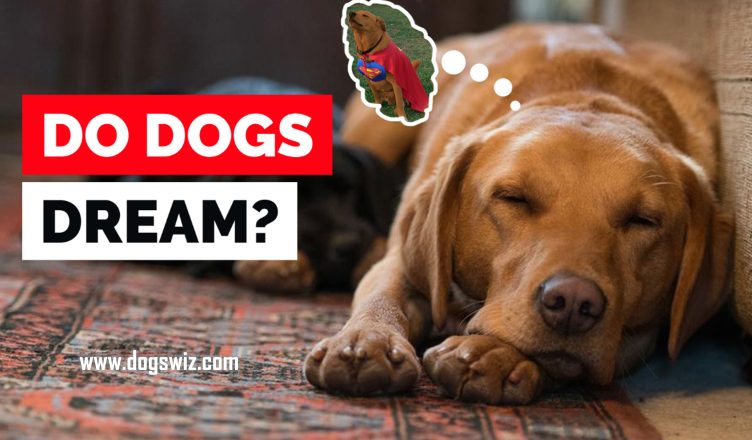 Do Dogs Dream? Is It Normal? What Do Dogs Dream About?