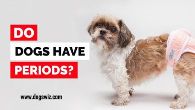 Do Dogs Have Periods? The Truth About Dogs And Their Heat Cycle