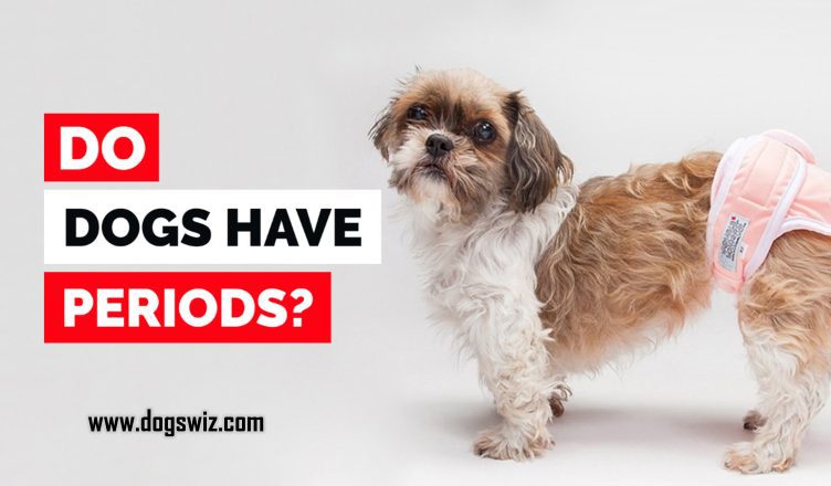 Do Dogs Have Periods? The Truth About Dogs And Their Heat Cycle