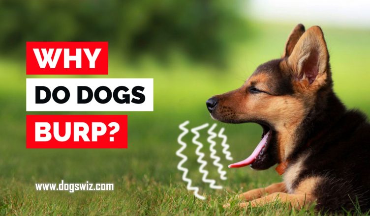 Why Do Dogs Burp? 6 Potential Causes of Burping in Dogs