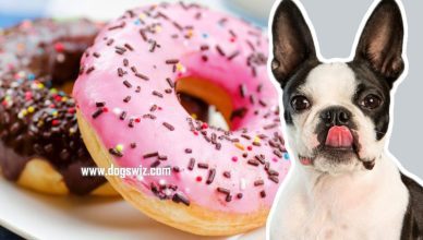 Can Dogs Taste Sweet? Here’s What You Need to Know About Dogs and Their Taste Buds