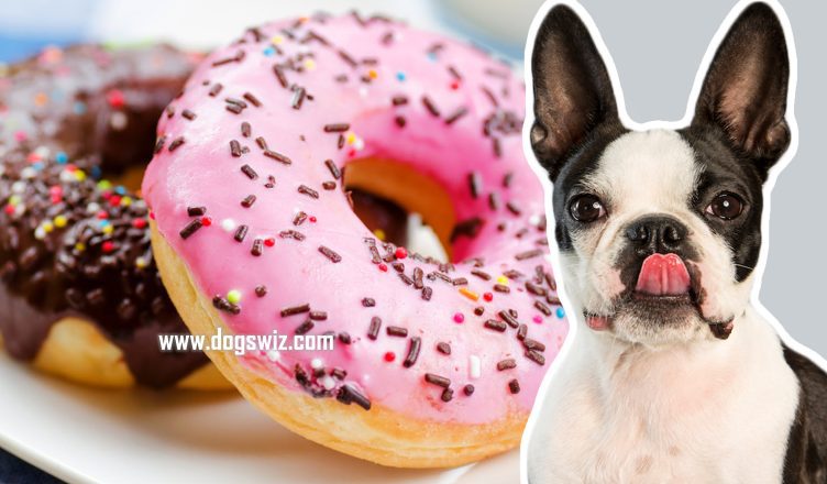 Can Dogs Taste Sweet? Here’s What You Need to Know About Dogs and Their Taste Buds