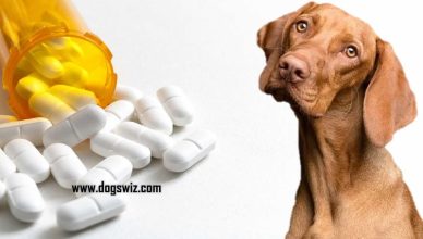 Can Dogs Have Zofran? Yes, And Here Are 4 Risk Factors to Consider When Giving Zofran to Dogs