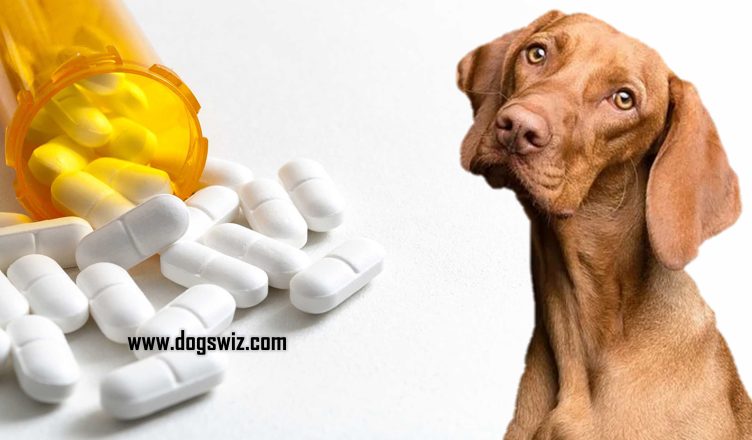 Can Dogs Have Zofran? Yes, And Here Are 4 Risk Factors to Consider When Giving Zofran to Dogs
