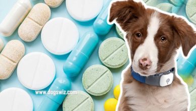Can Dogs Take Over-The-Counter Medicines