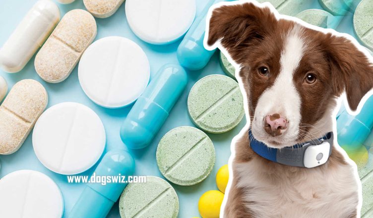 Can Dogs Take Over-The-Counter Medicines