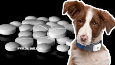 Can Dogs Take Tylenol? No! 3 Things You Can Do Instead to Relieve Your Dog's Pain