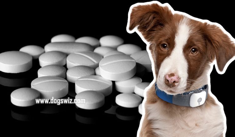 Can Dogs Take Tylenol? No! 3 Things You Can Do Instead to Relieve Your Dog's Pain