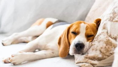 Side Effects of Tylenol in Dogs