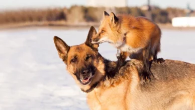 Can Dogs and Foxes Breed? The Science Behind Canid Hybrids