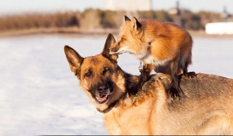 Can Dogs and Foxes Breed? The Science Behind Canid Hybrids