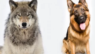 Can Dogs and Wolves Breed? Yes, Here's What You Need to Know