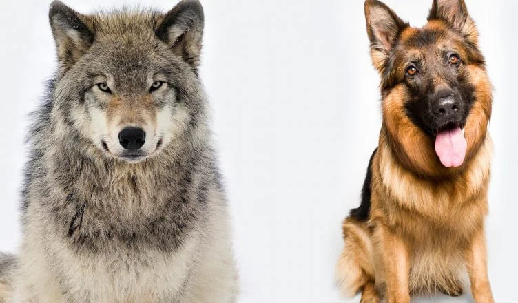 Can Dogs and Wolves Breed? Yes, Here's What You Need to Know