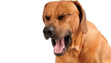 Can Dogs Cough? 5 Major Reasons Why Your Pooch Might Be Coughing Non-Stop!