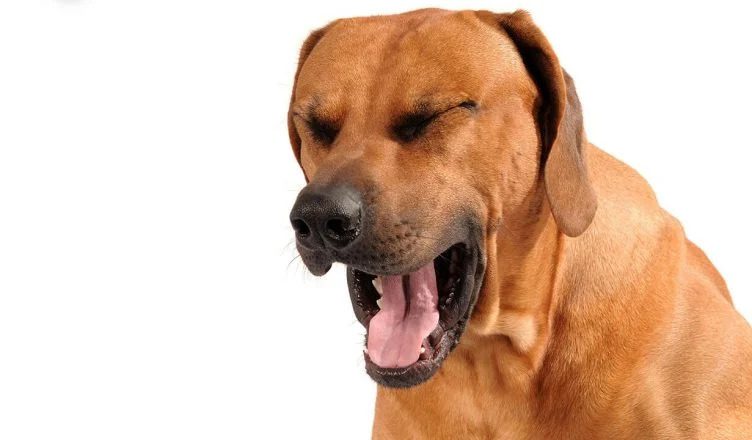 Can Dogs Cough? 5 Major Reasons Why Your Pooch Might Be Coughing Non-Stop!