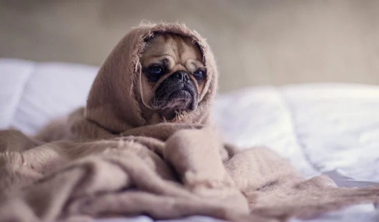 Can Dogs Get Cold? How You Can Treat Your Dog When They Have a Cold…