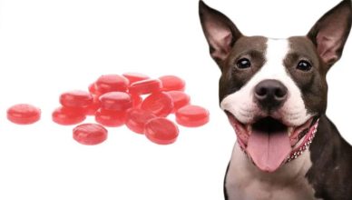 Dogs Have Cough Drops? 6 Harmful Ingredients That Make Cough Drops Toxic to Dogs