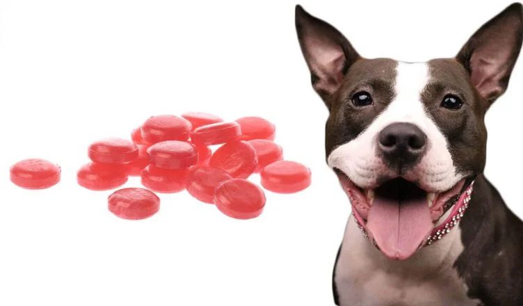 Dogs Have Cough Drops? 6 Harmful Ingredients That Make Cough Drops Toxic to Dogs