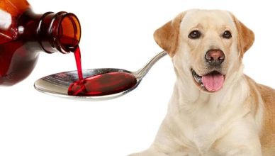 Can You Give Dogs Cough Medicines? Maybe! Here’s What You Need to Know Before Giving Cough Medicines to Dogs