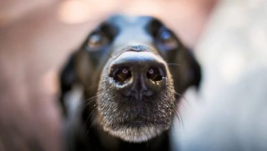 Can Dogs Smell Cancer? Yes, But Here’s Why Their Detection Skill Hasn’t Been Put to Practice