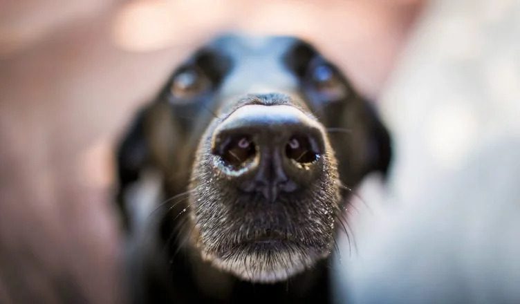 Can Dogs Smell Cancer? Yes, But Here’s Why Their Detection Skill Hasn’t Been Put to Practice