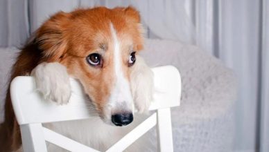 Do Dogs Feel Guilt or Shame? How Your Body Language Tells You About Your Dog’s Behavior