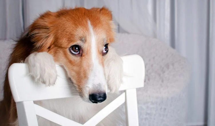 Do Dogs Feel Guilt or Shame? How Your Body Language Tells You About Your Dog’s Behavior