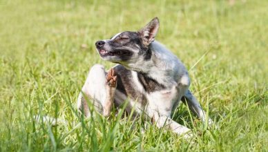 Can Dogs Be Allergic to Grass? 5 Ways You Can Help Your Dog That Is Allergic to Grass