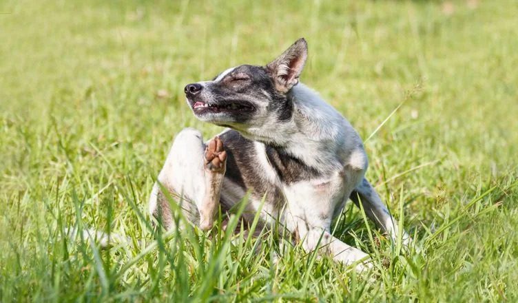 Can Dogs Be Allergic to Grass? 5 Ways You Can Help Your Dog That Is Allergic to Grass