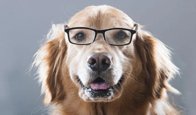 What Do Dogs Think About? Everything You Need to Know About Your Dog’s Thoughts
