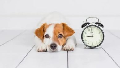 Can Dogs Tell Time? How Can Dogs Tell Time?