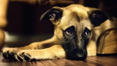 How Do Dogs Get Heartworms? Causes, Symptoms, And Ways to Prevent Heartworms in Dogs