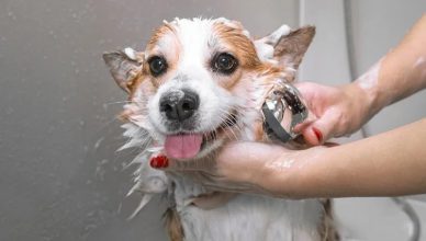 Can Dogs Use Human Shampoo? 5 Ingredients to Avoid When Choosing the Right Shampoo for Dogs