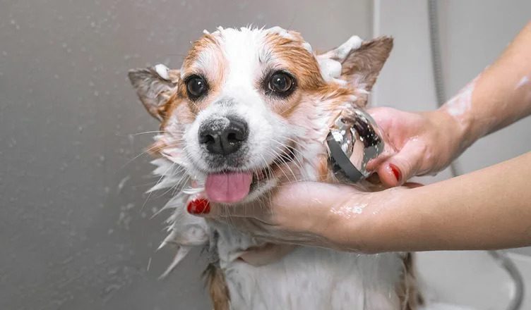 Can Dogs Use Human Shampoo? 5 Ingredients to Avoid When Choosing the Right Shampoo for Dogs