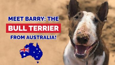 Bull Terrier Australia