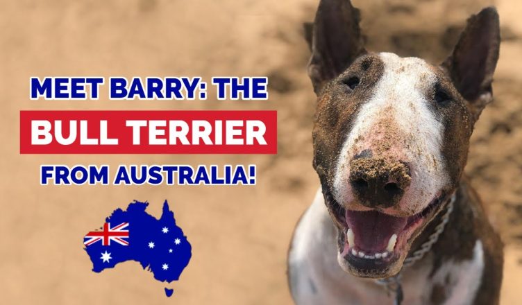 Bull Terrier Australia